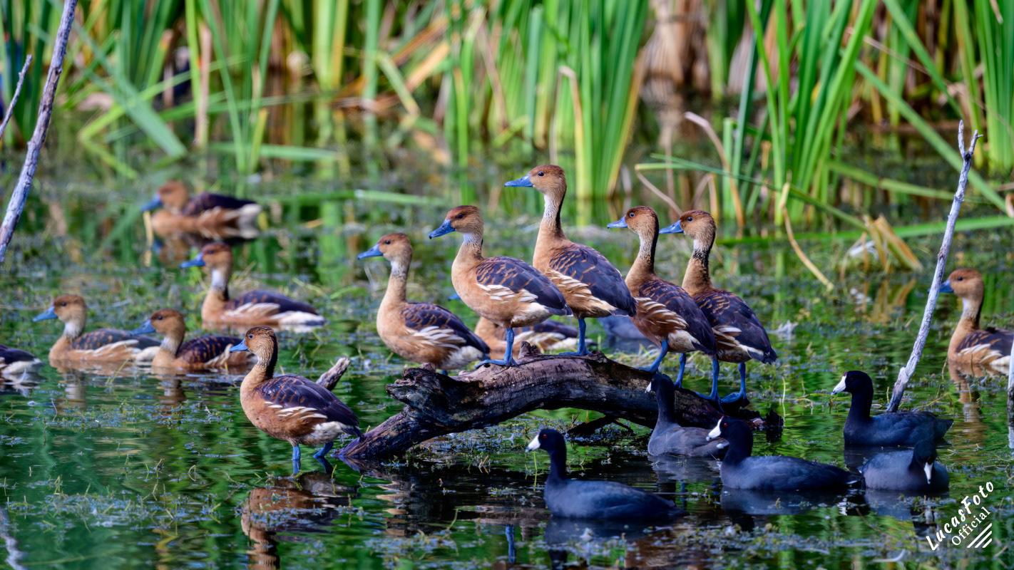 Fulvous Whistling-Duck