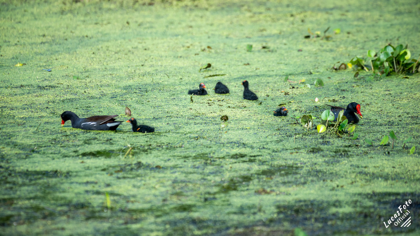 Common Gallinule