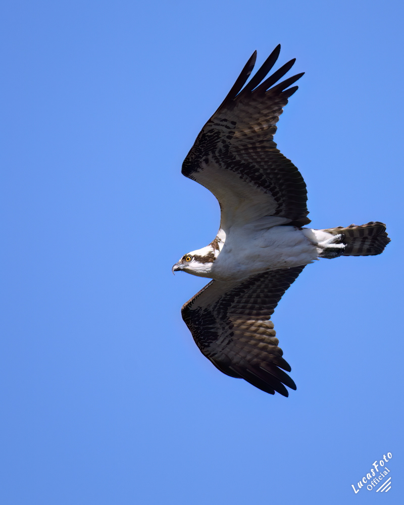 Osprey