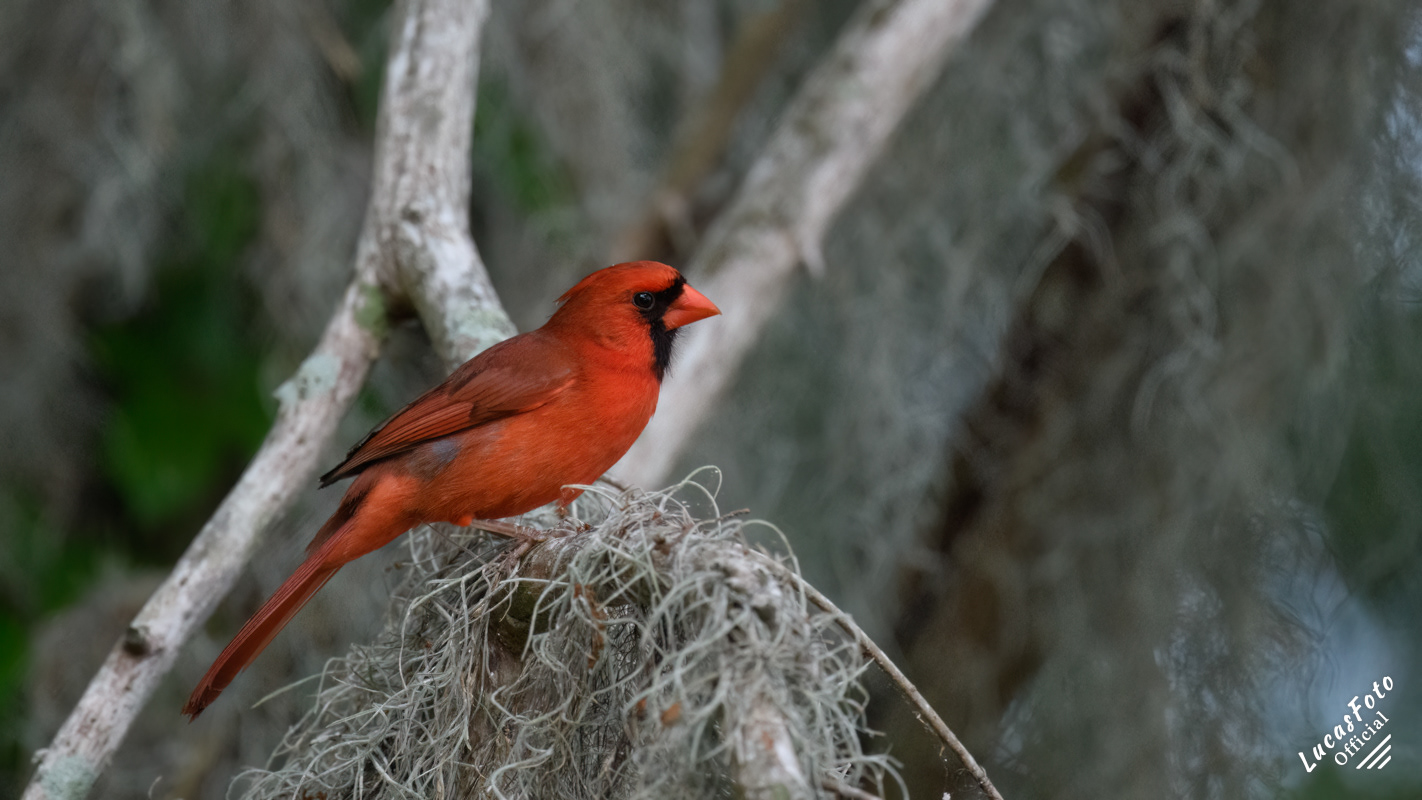 Northern Cardinal