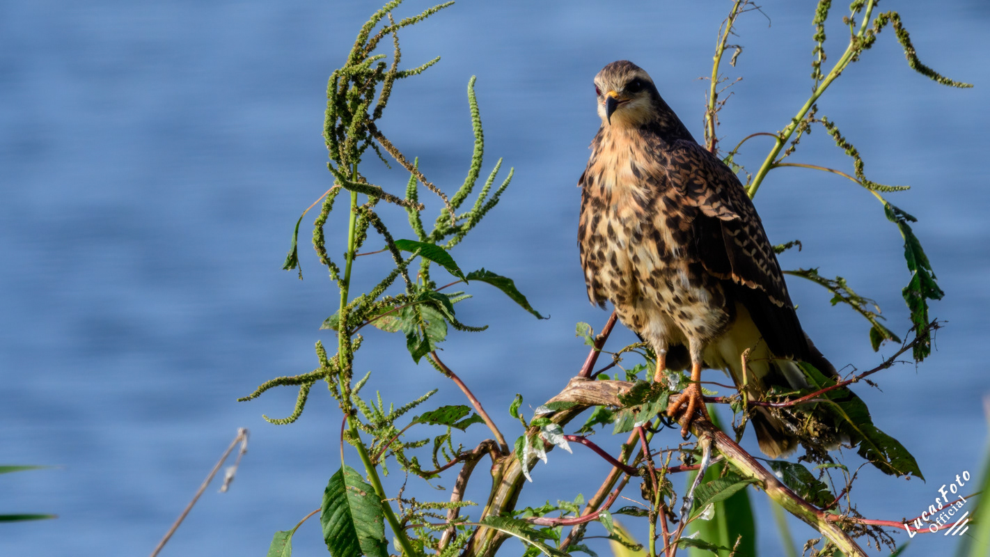 Snail Kite