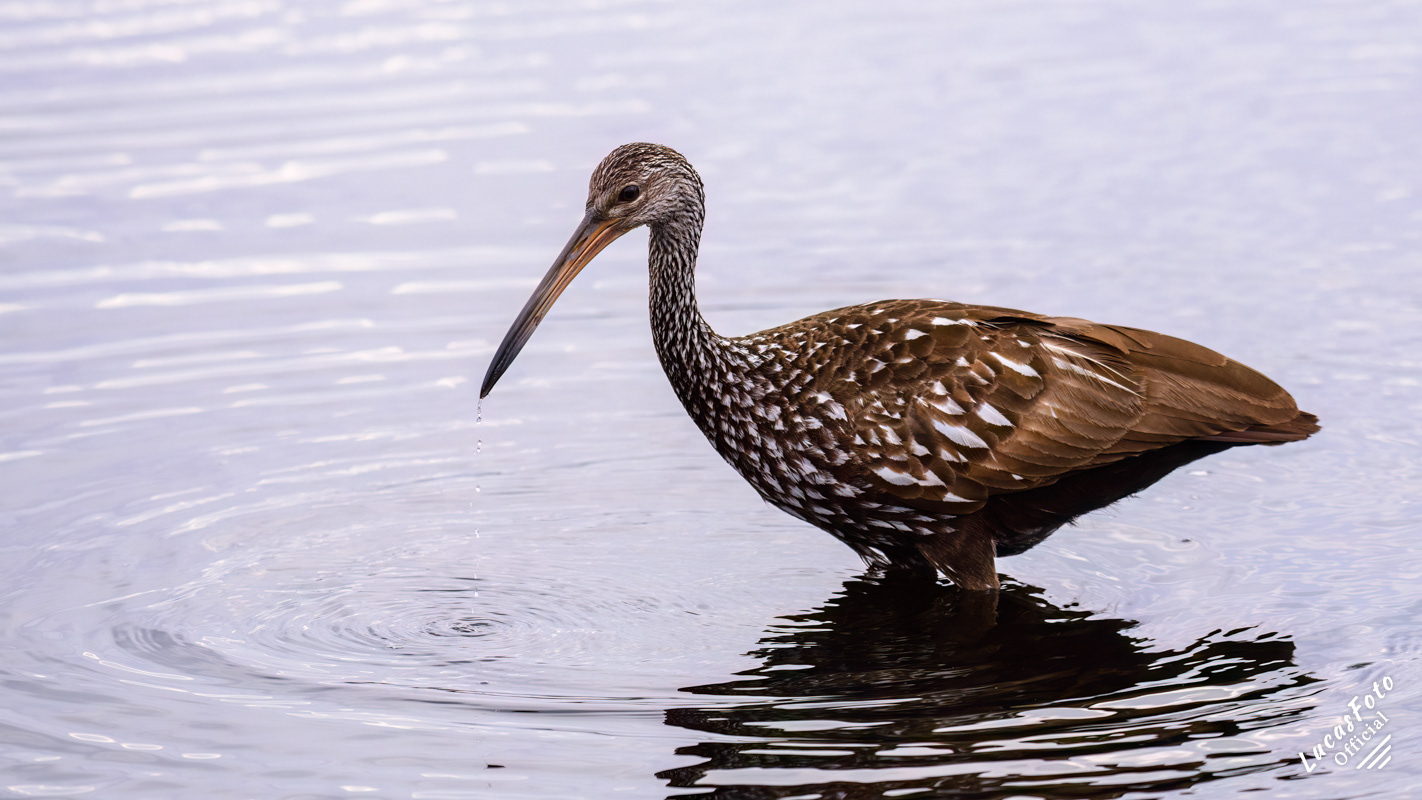 Limpkin