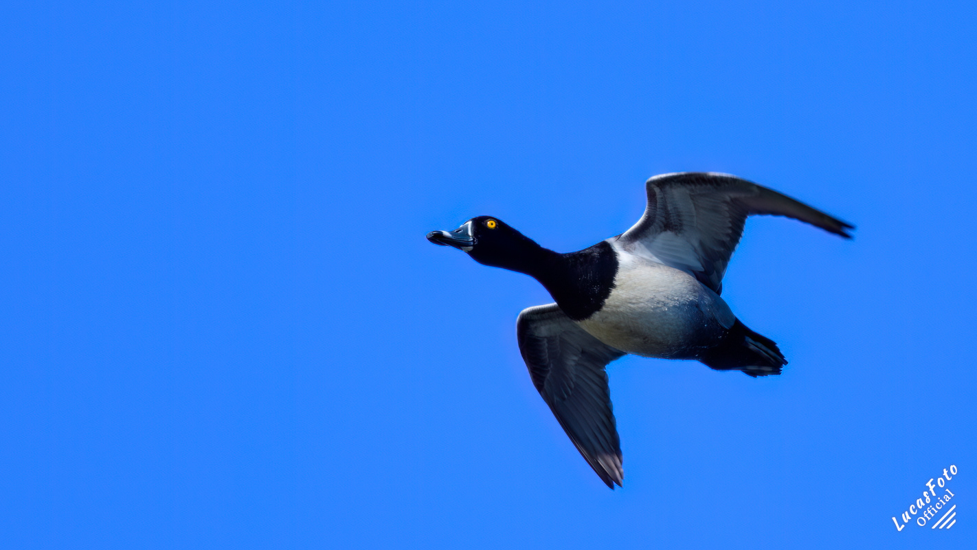 Ring-necked Duck