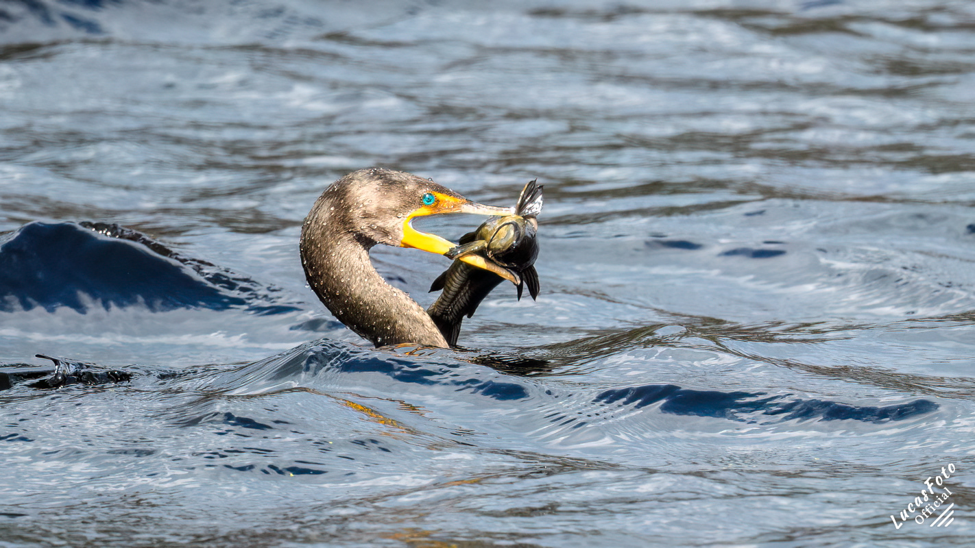 Double-crested Cormorant