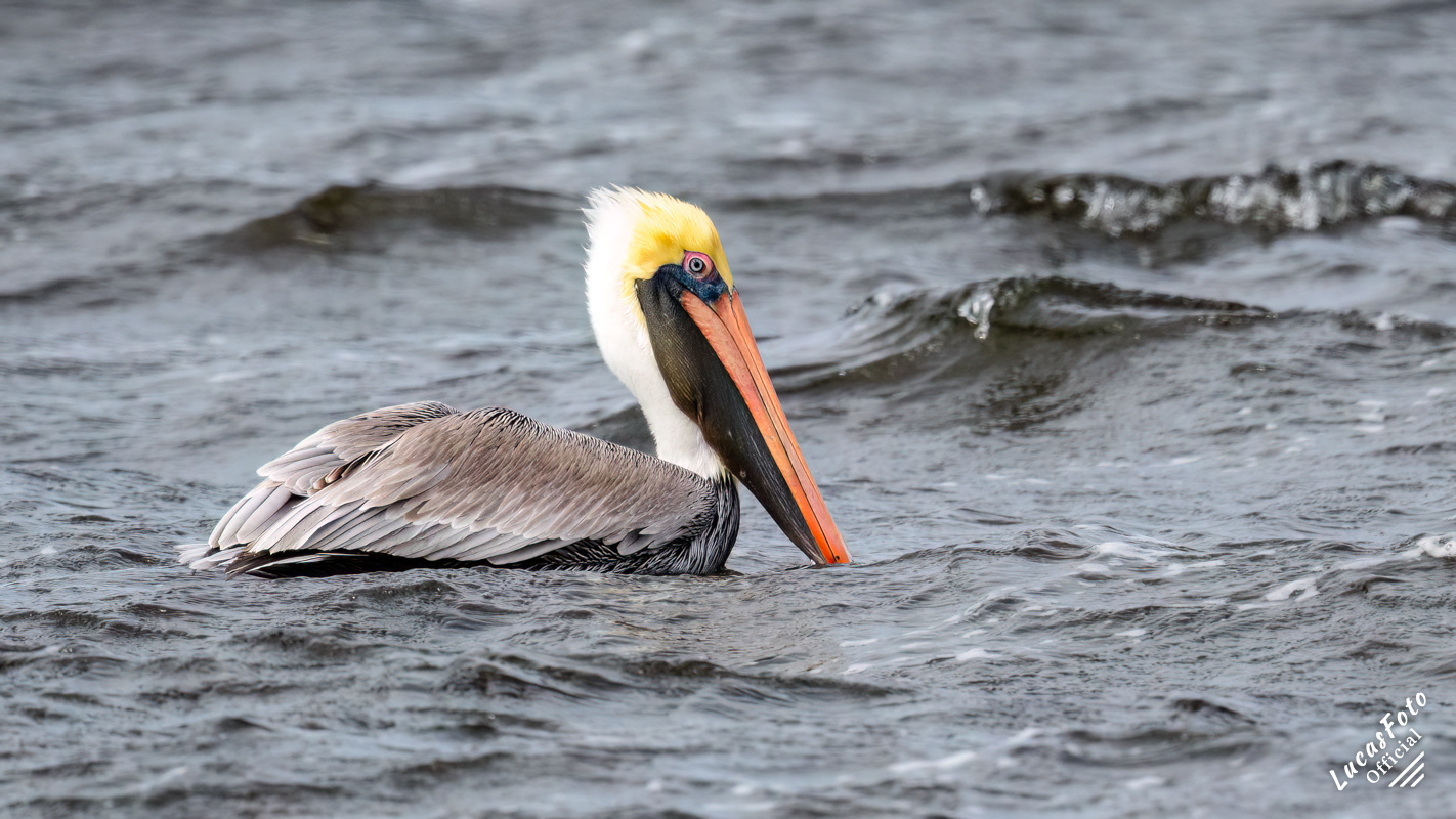 Brown Pelican