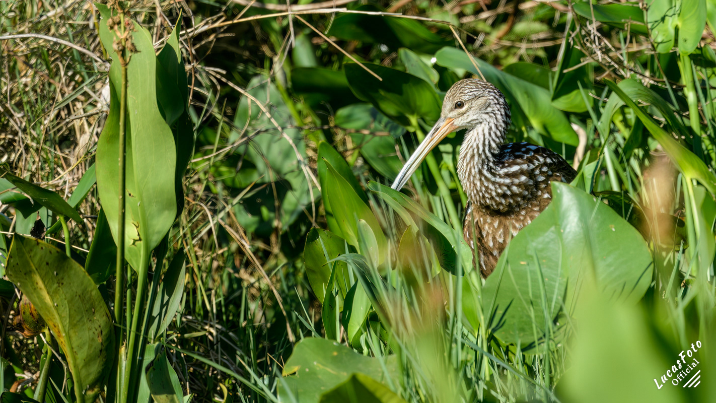 Limpkin