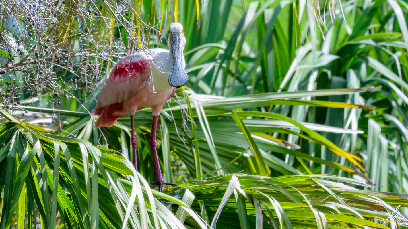 Roseate Spoonbill