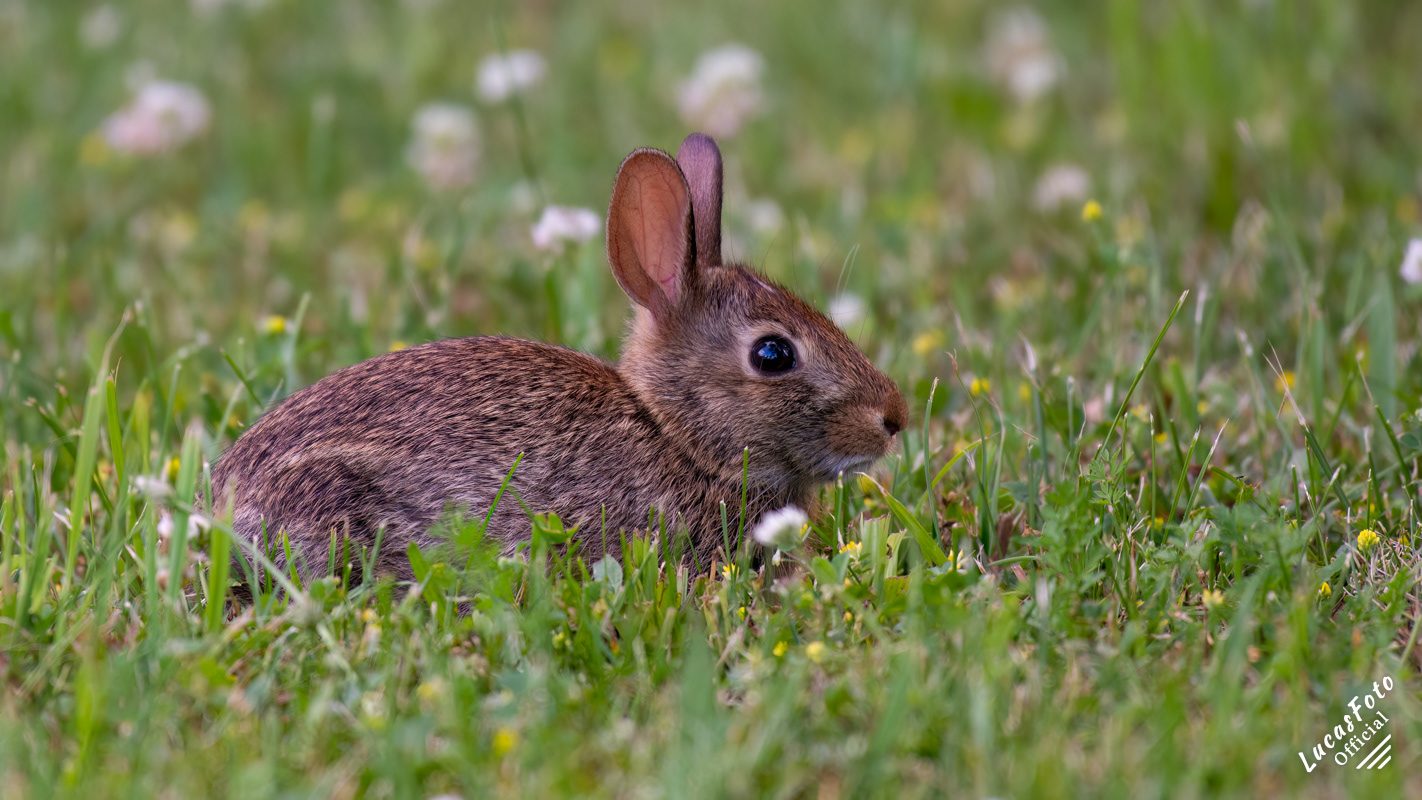 Cottontail Rabbit