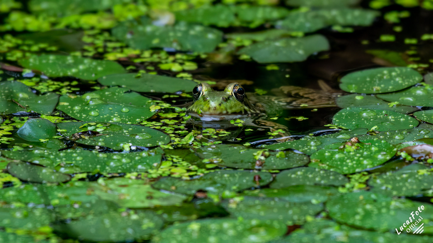 American Bullfrog