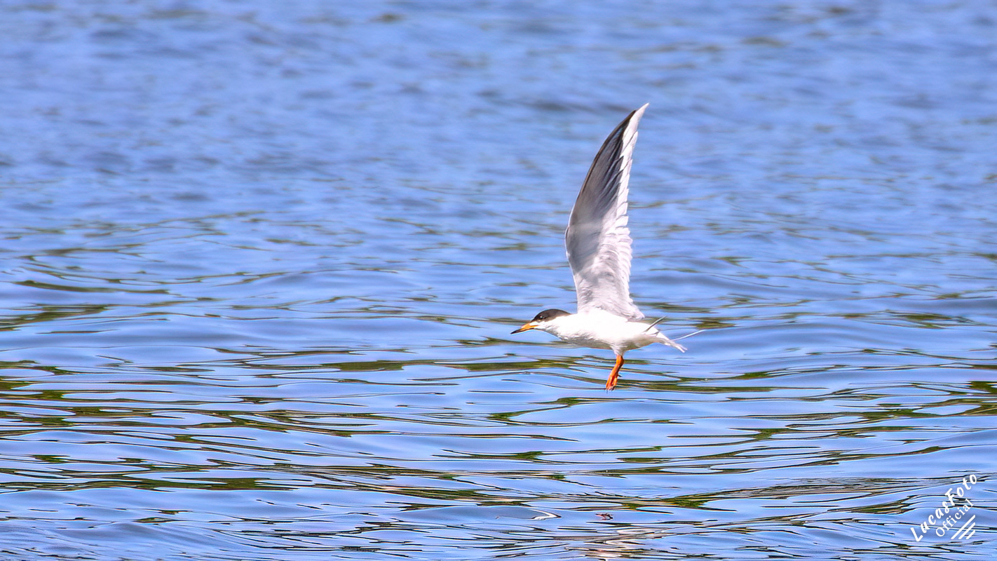 Forster's Tern