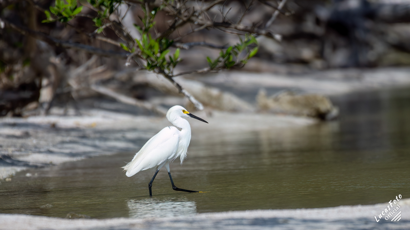 Snowy Egret