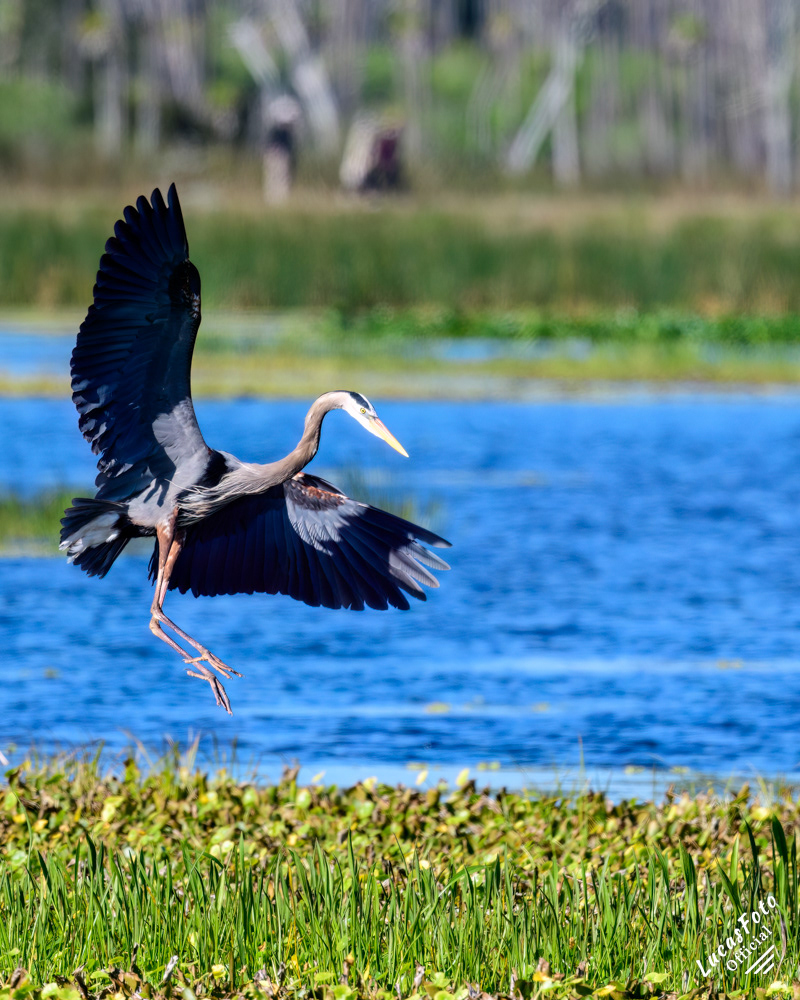 Great Blue Heron