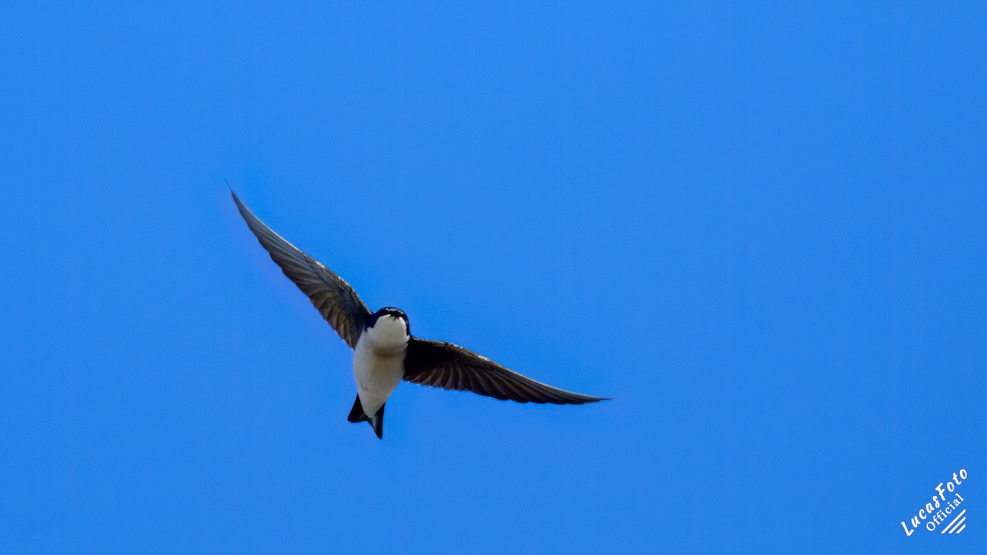 Tree Swallow