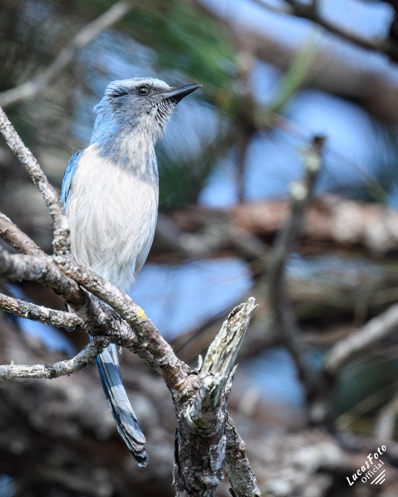 Florida Scrub Jay