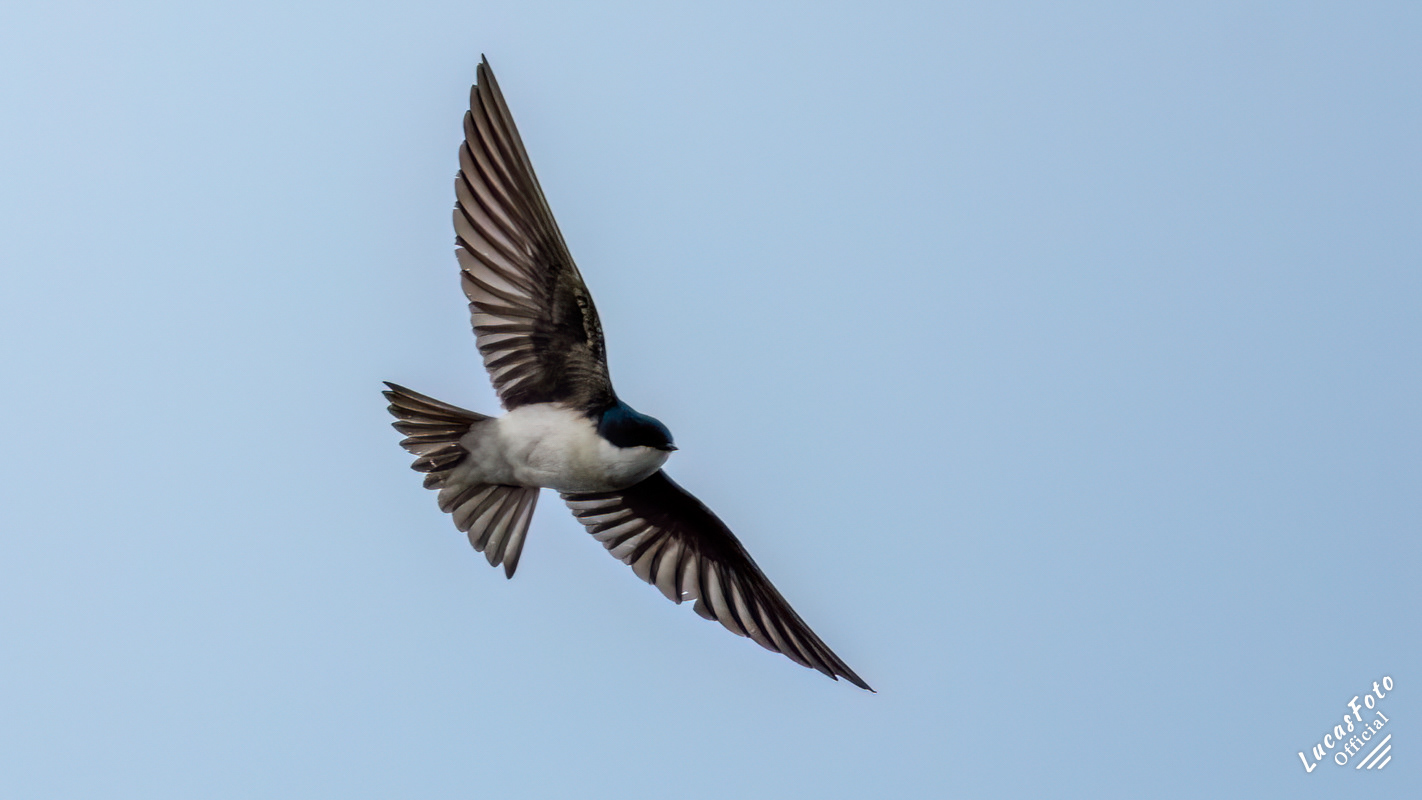 Tree Swallow
