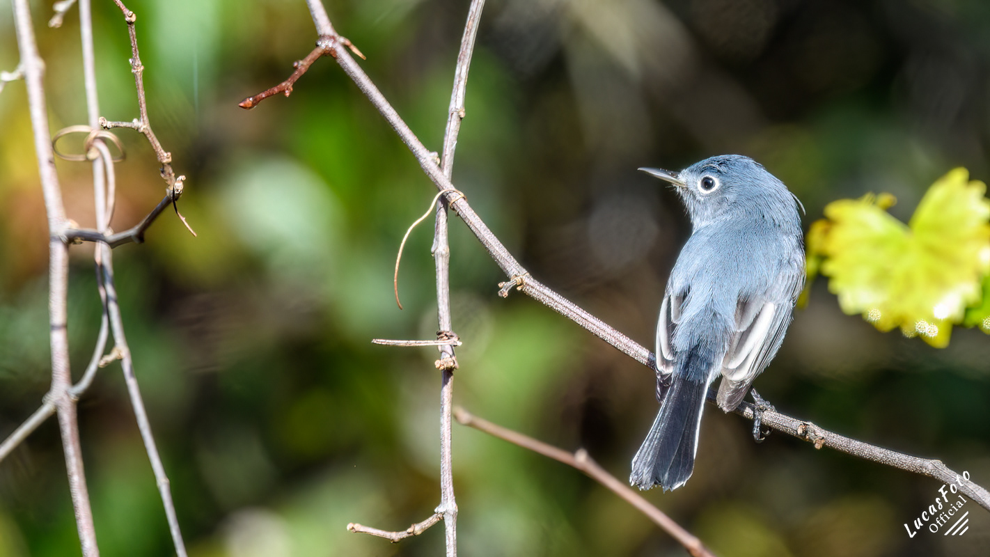 Blue-gray Gnatcatcher
