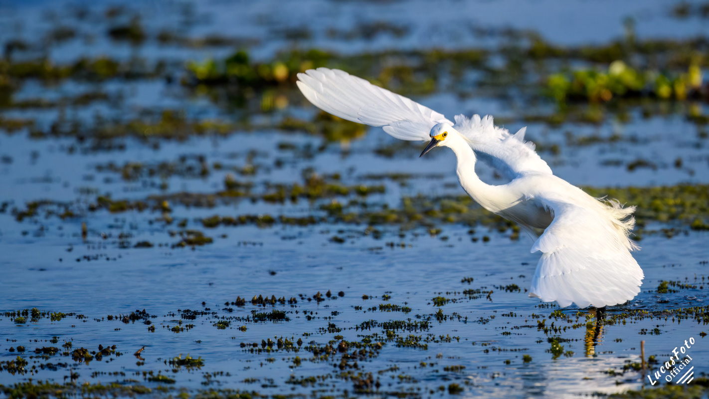 Snowy Egret