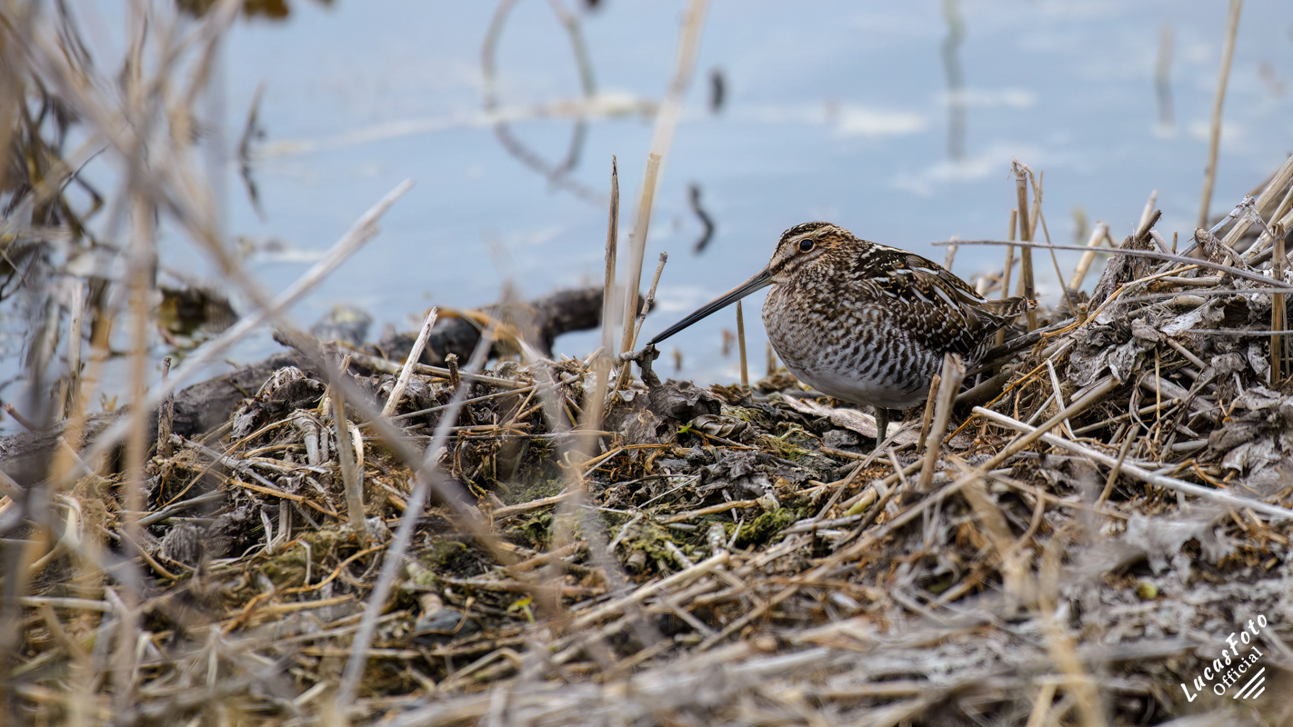 Wilson's Snipe