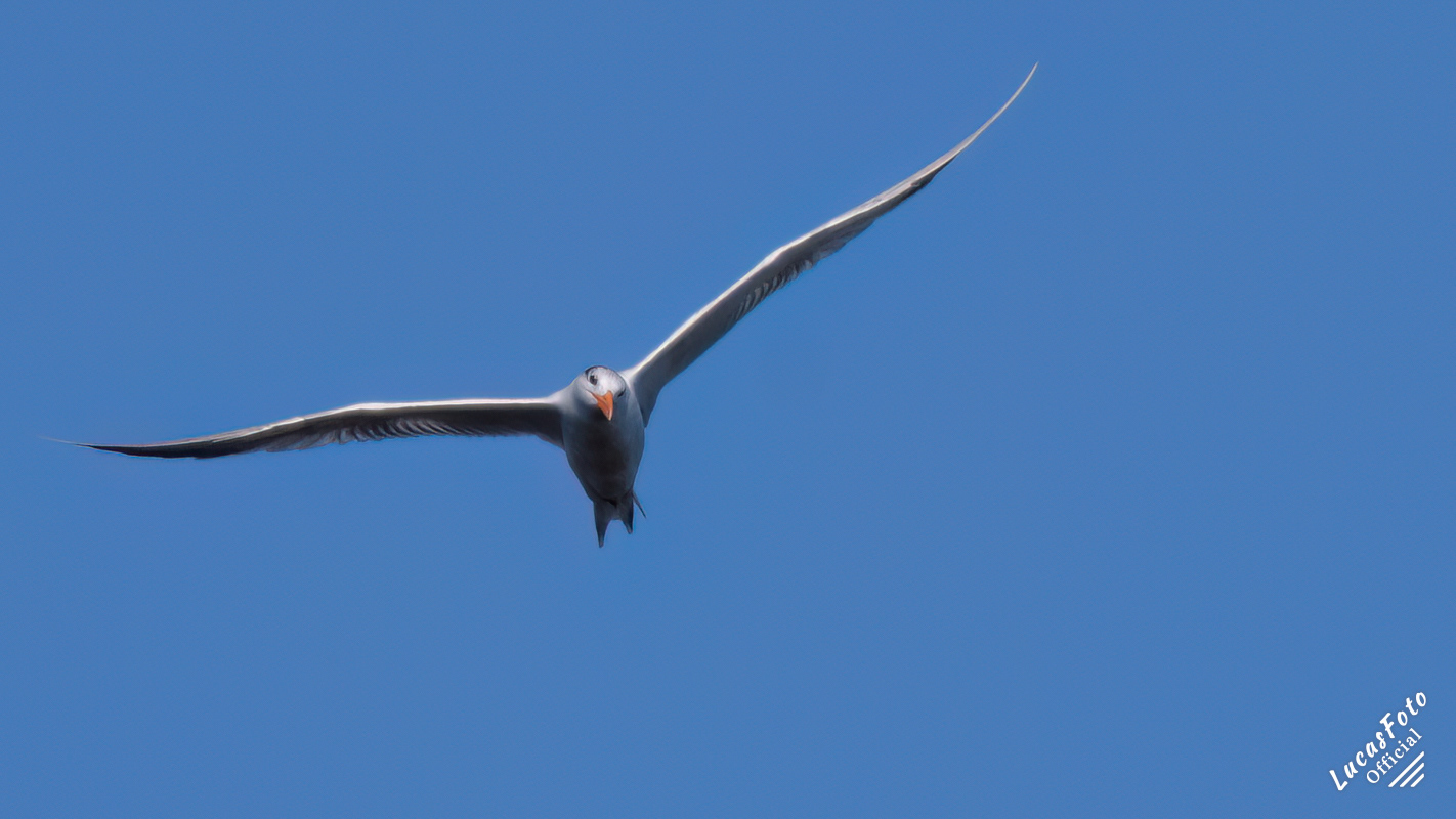 Royal Tern
