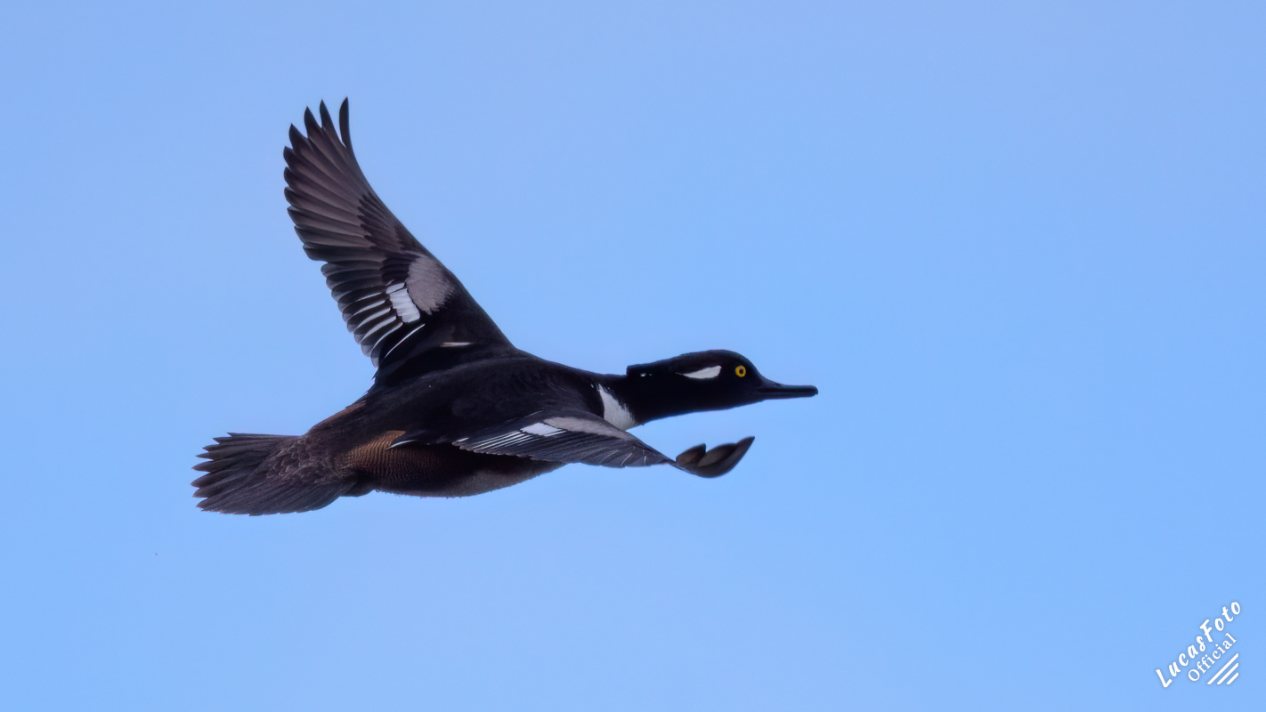 Hooded Merganser