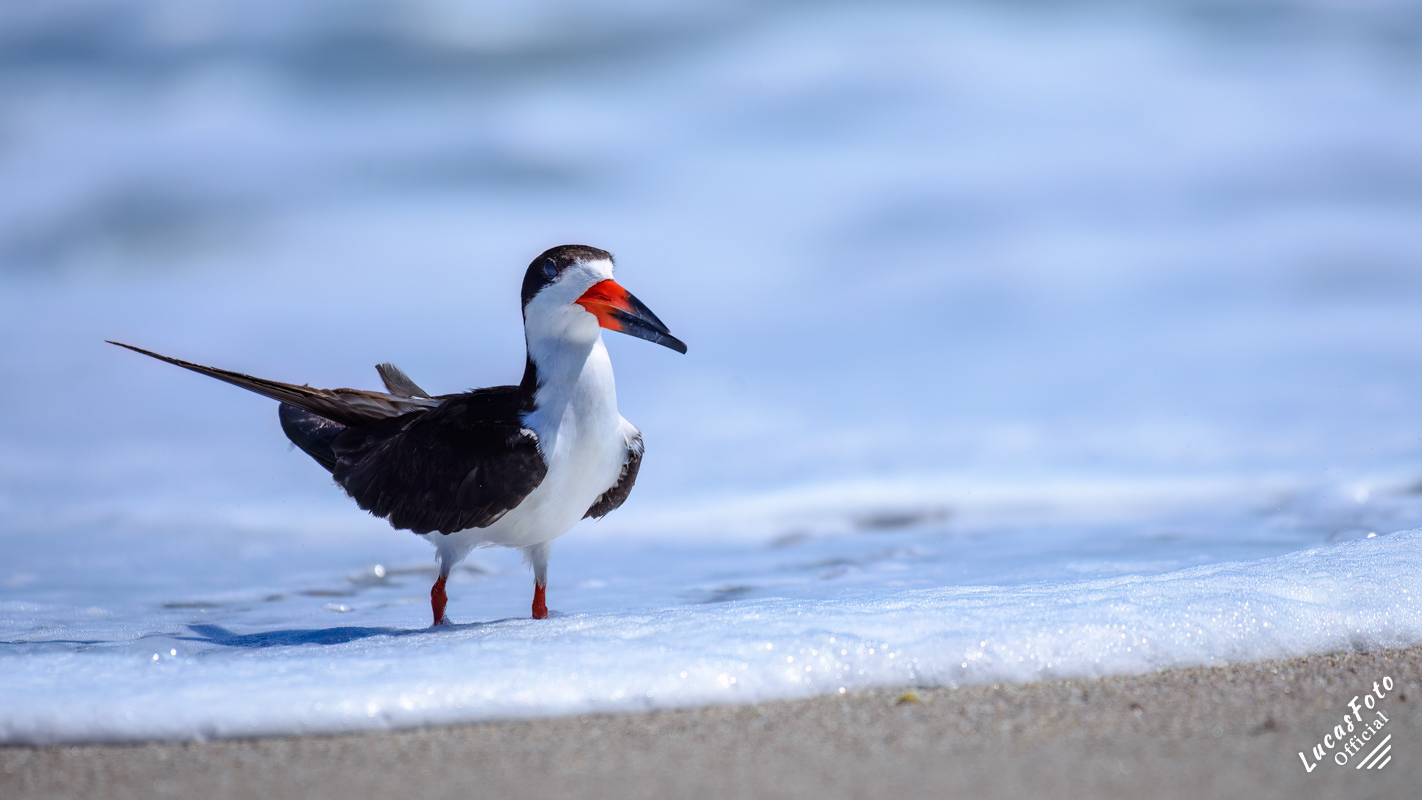 Black Skimmer