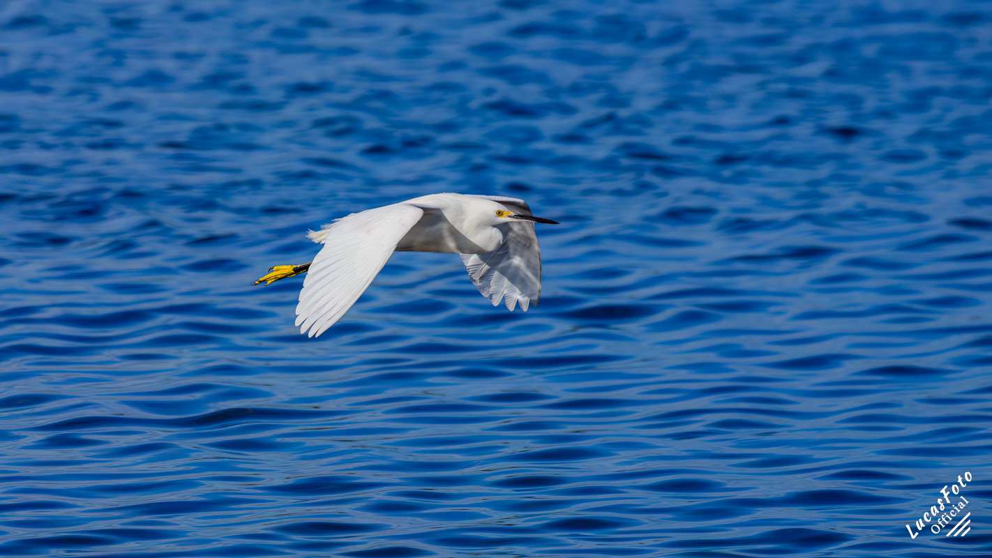 Snowy Egret