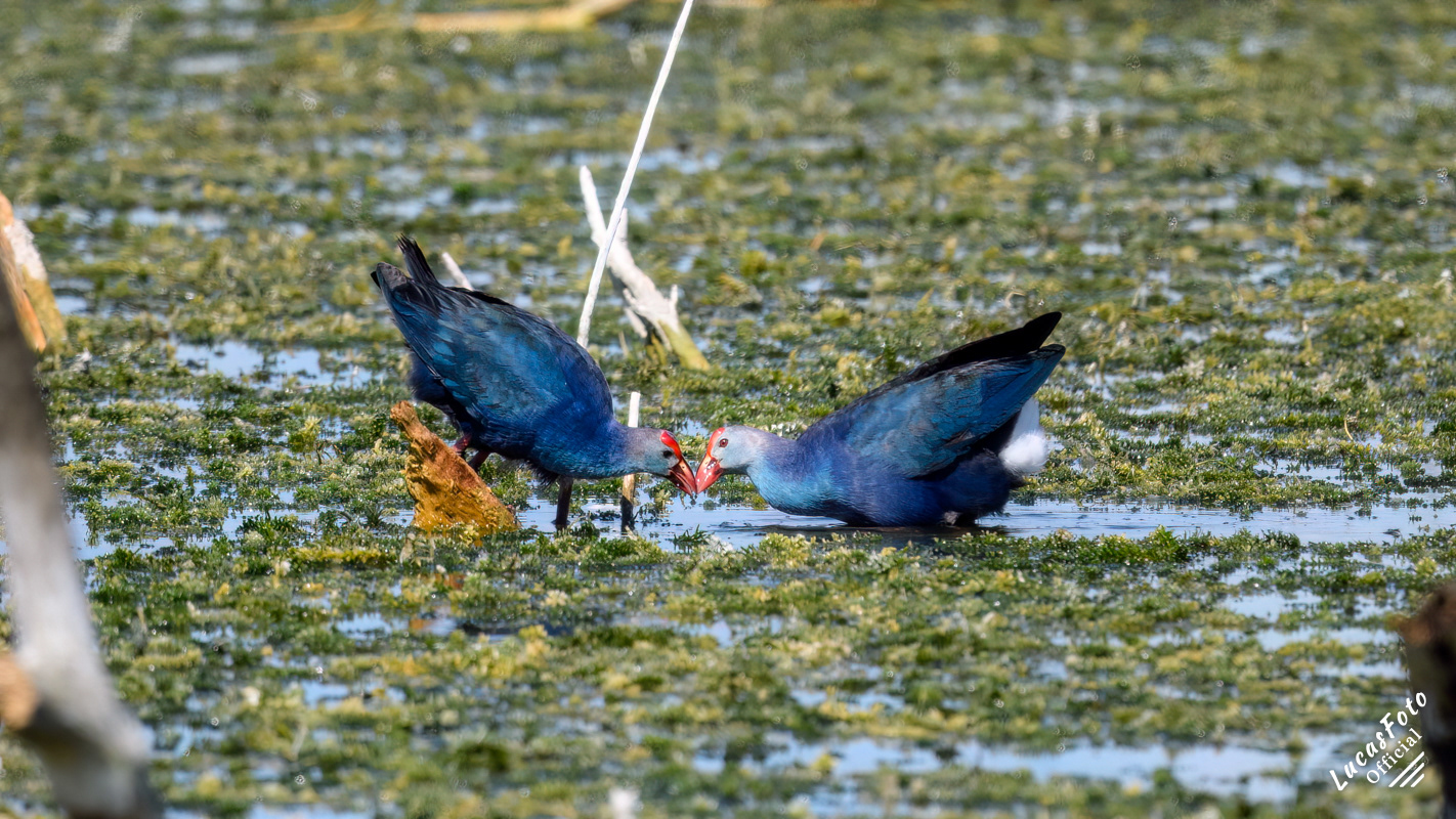 Gray-headed Swamphen