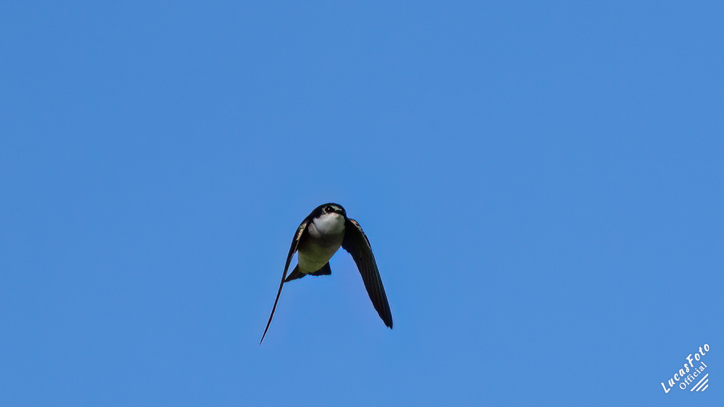 Tree Swallow