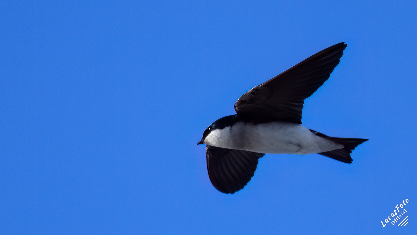 Tree Swallow