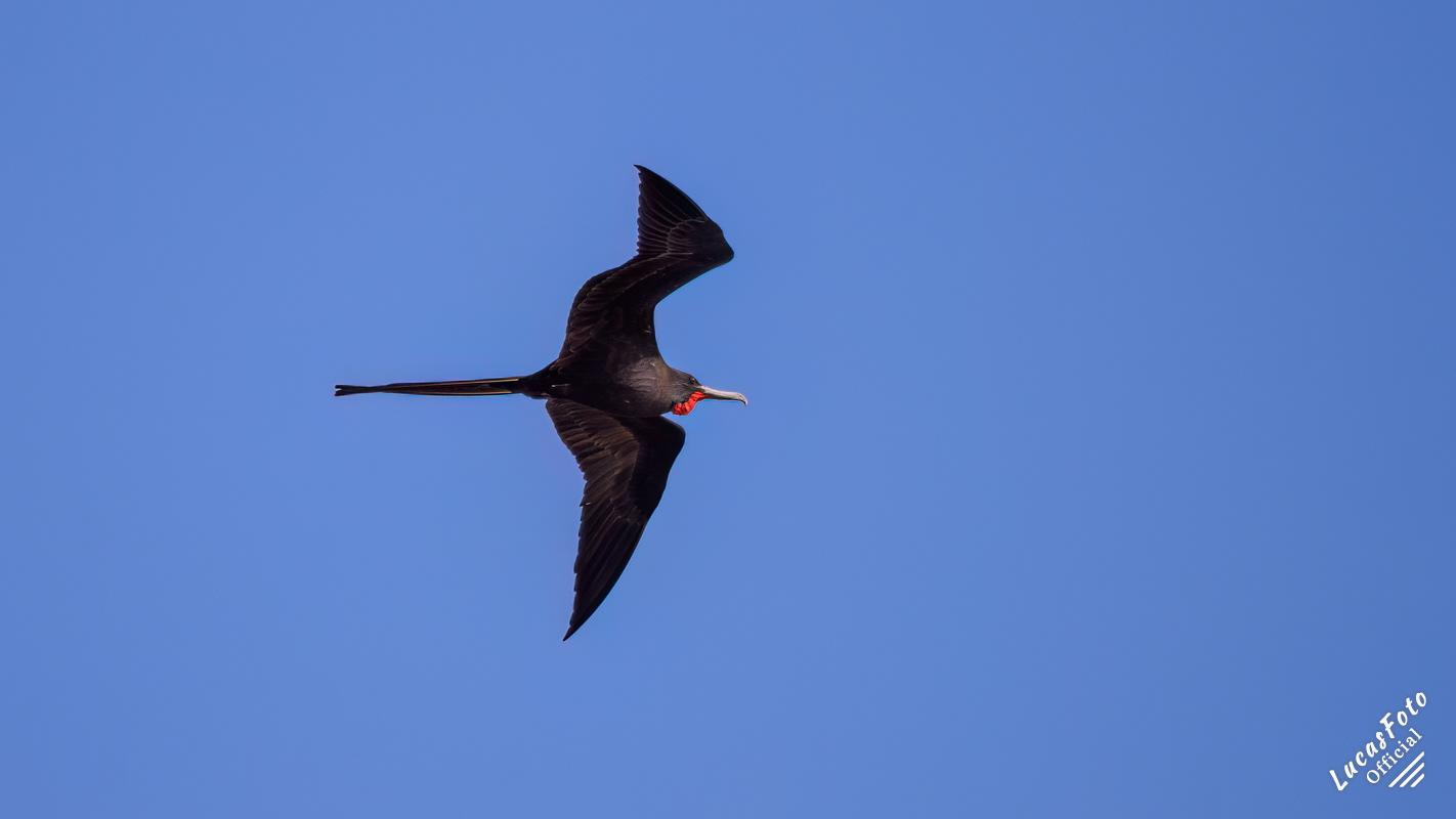 Magnificent Frigatebird