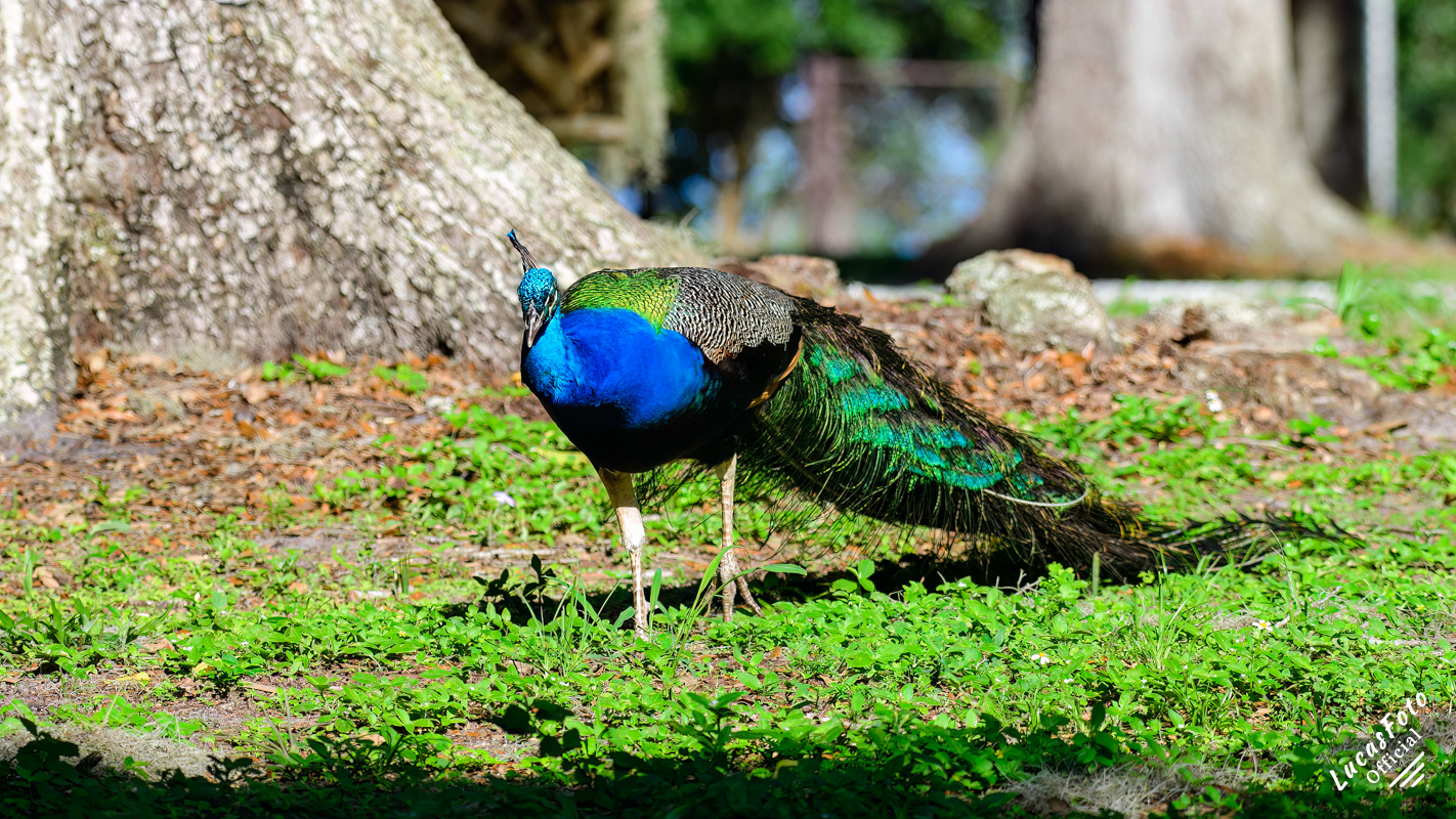 Indian Peafowl