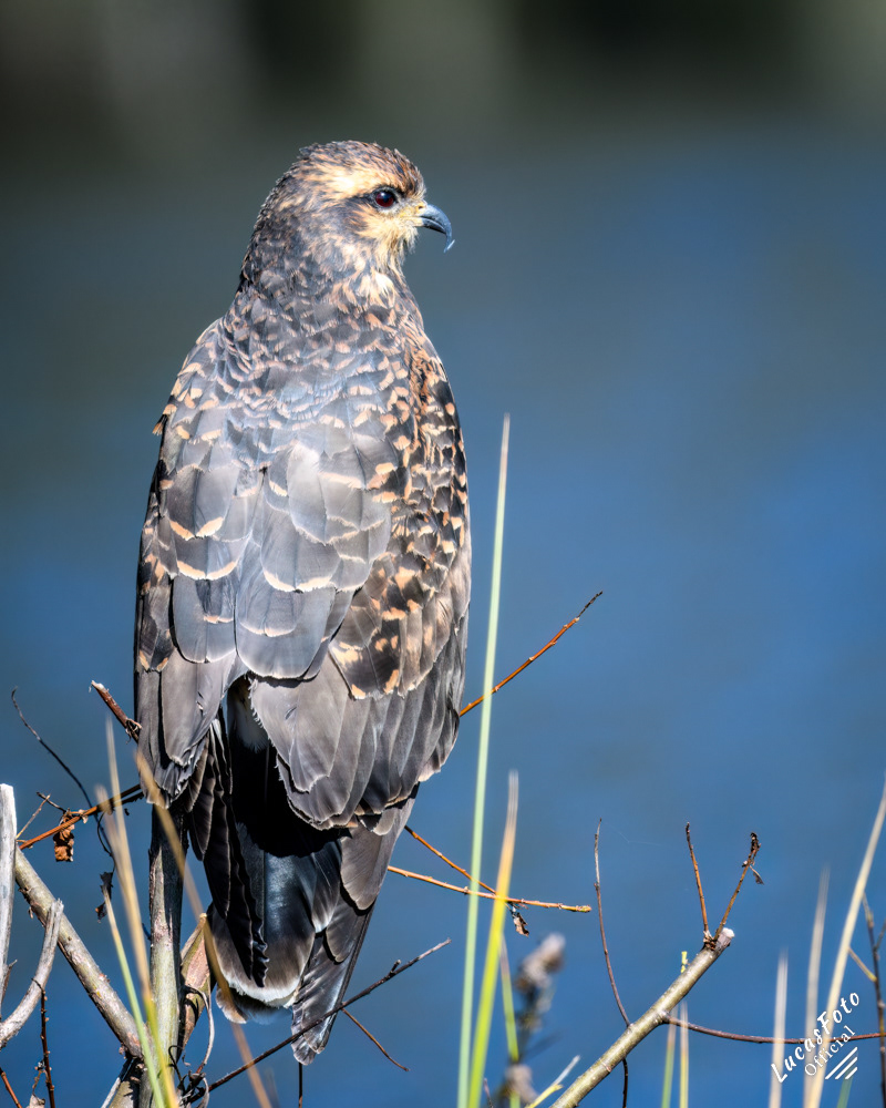 Snail Kite
