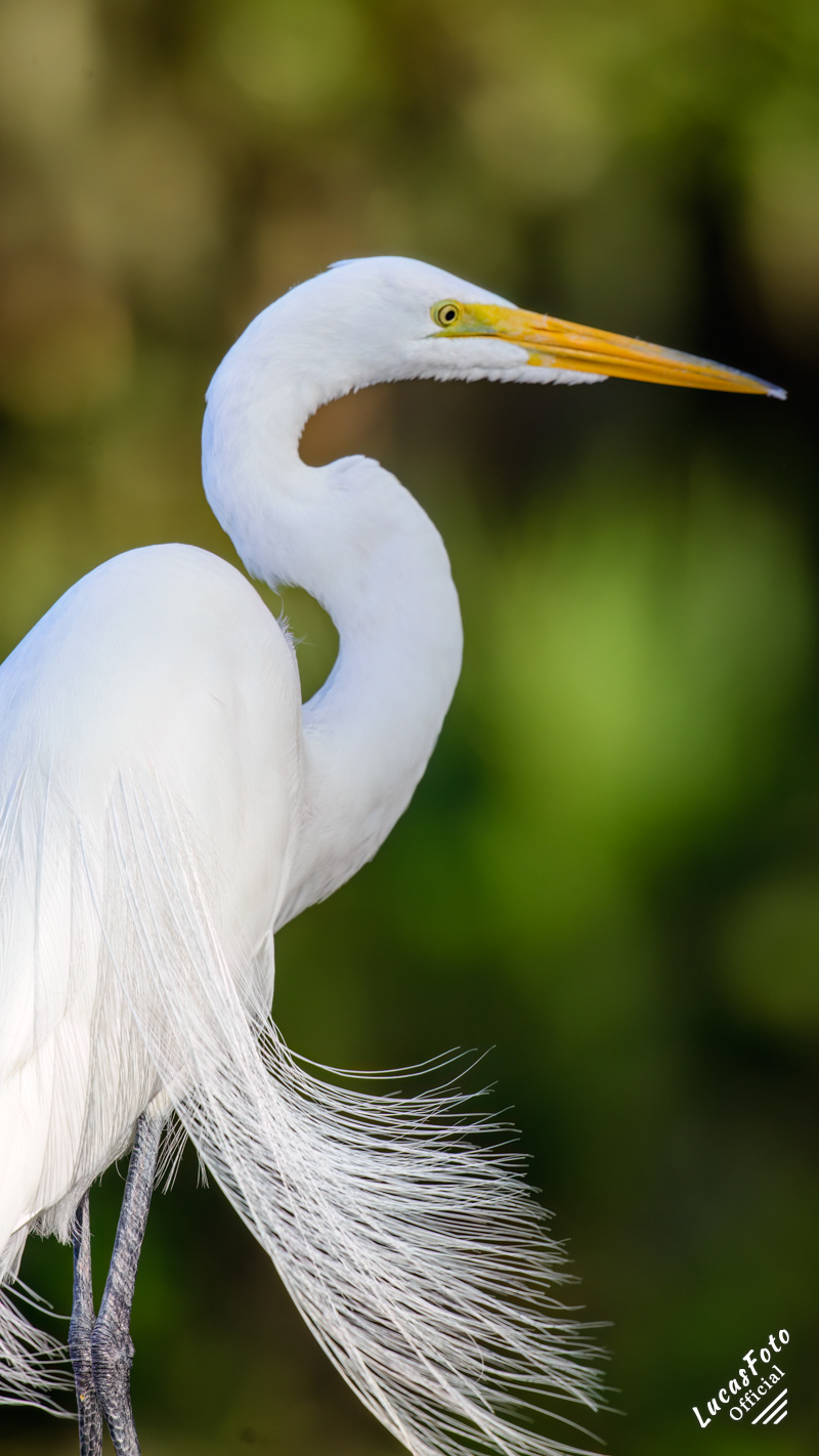 Great Egret