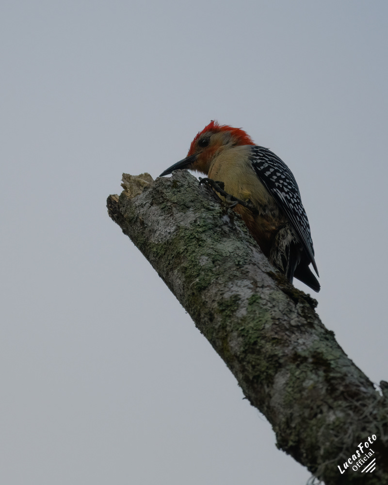 Red-bellied Woodpecker