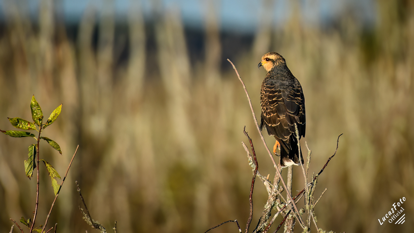 Snail Kite
