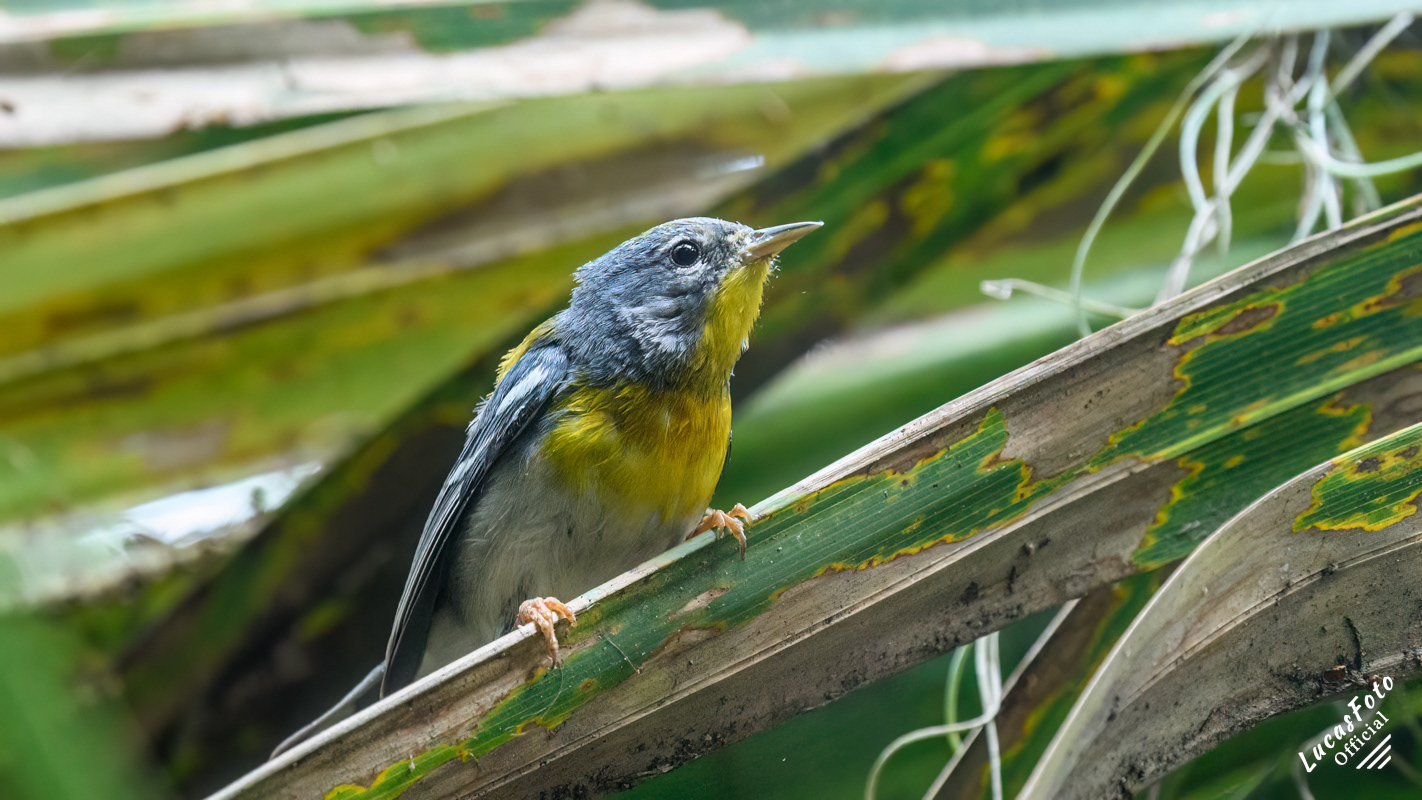 Northern Parula