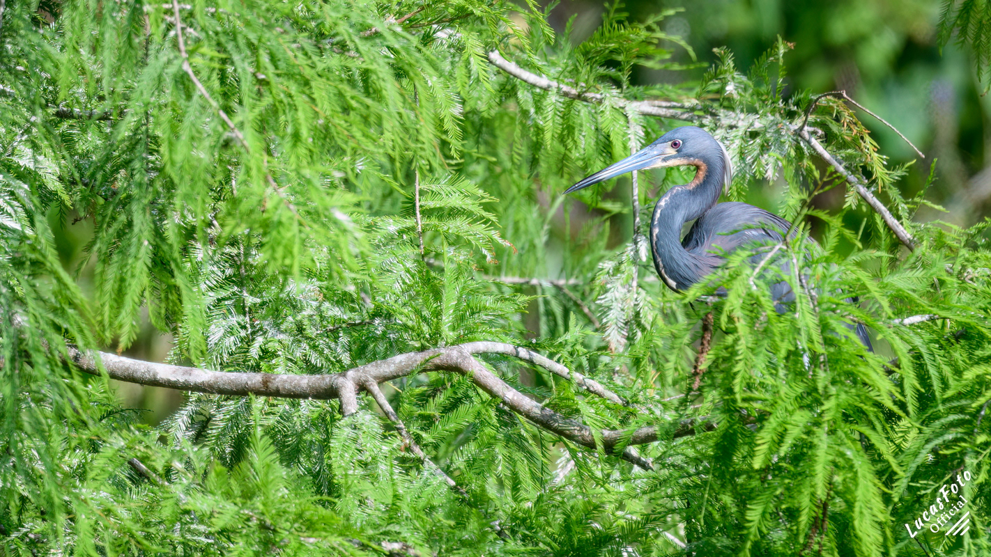 Tricolored Heron