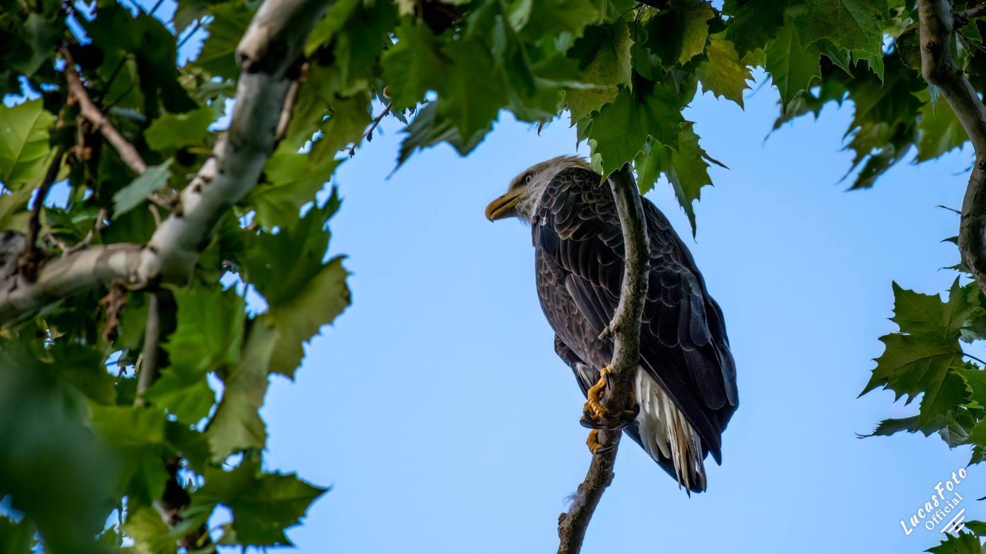 Bald Eagle