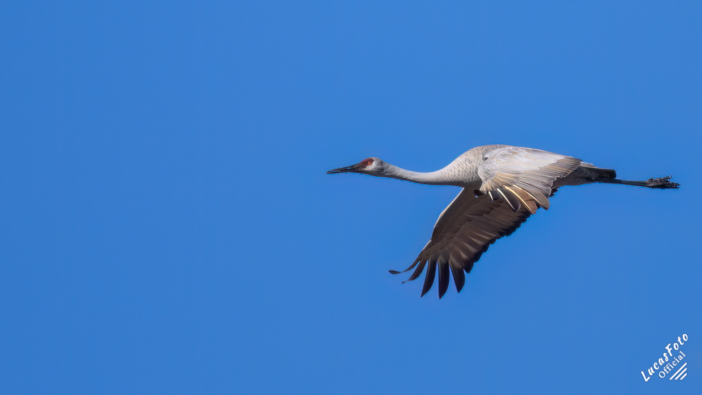 Sandhill Crane