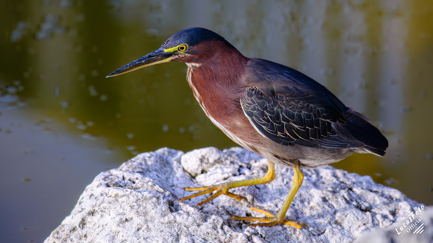 Green Heron