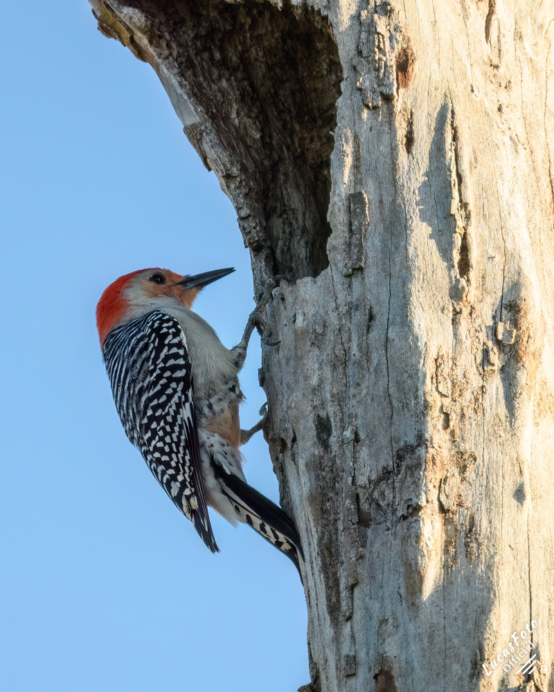Red-bellied Woodpecker