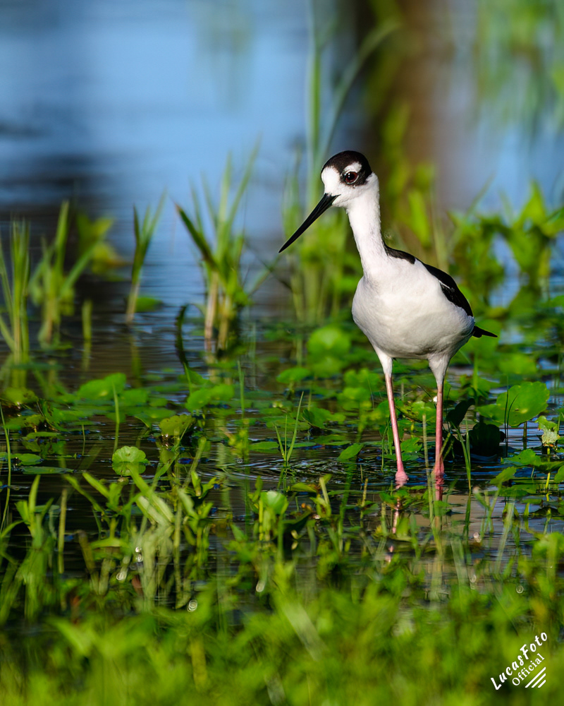 Black-necked Stilt