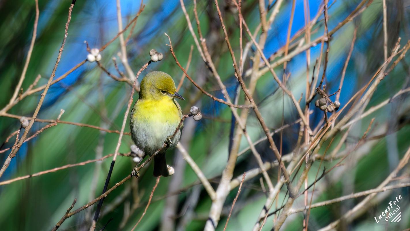 Pine Warbler