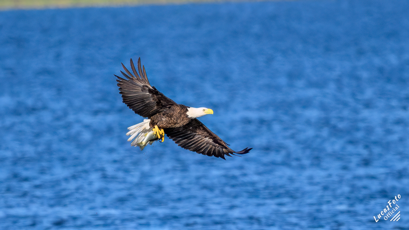 Bald Eagle