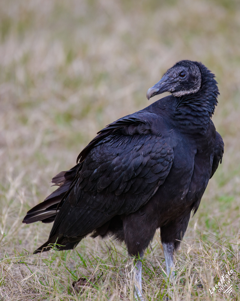 Black Vulture
