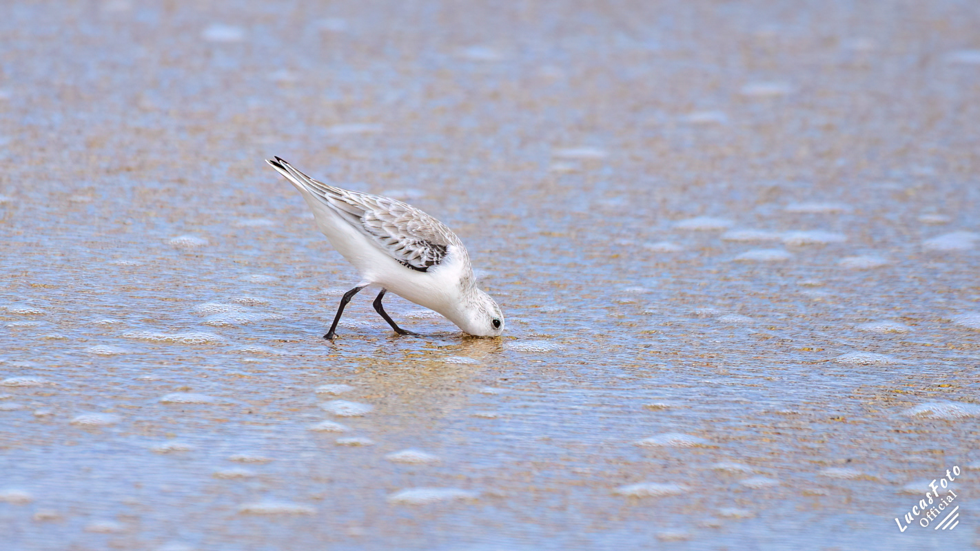 Sanderling