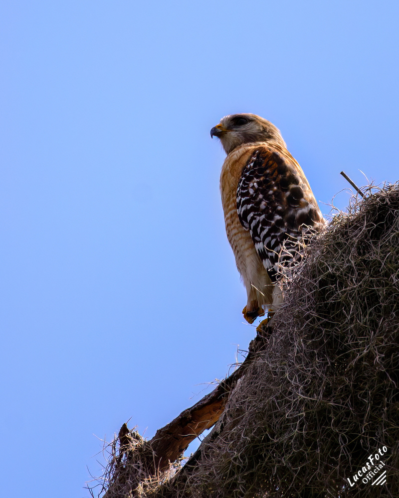 Red-shouldered Hawk