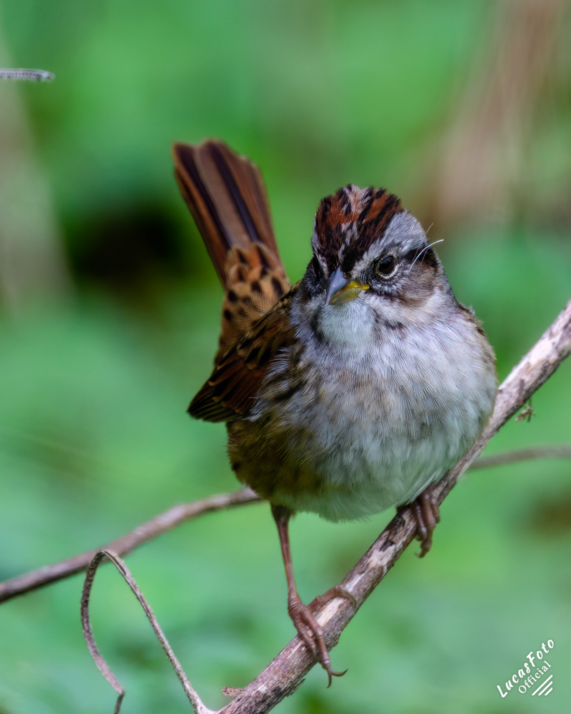 Swamp Sparrow