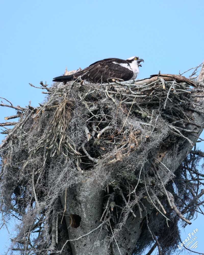 Osprey