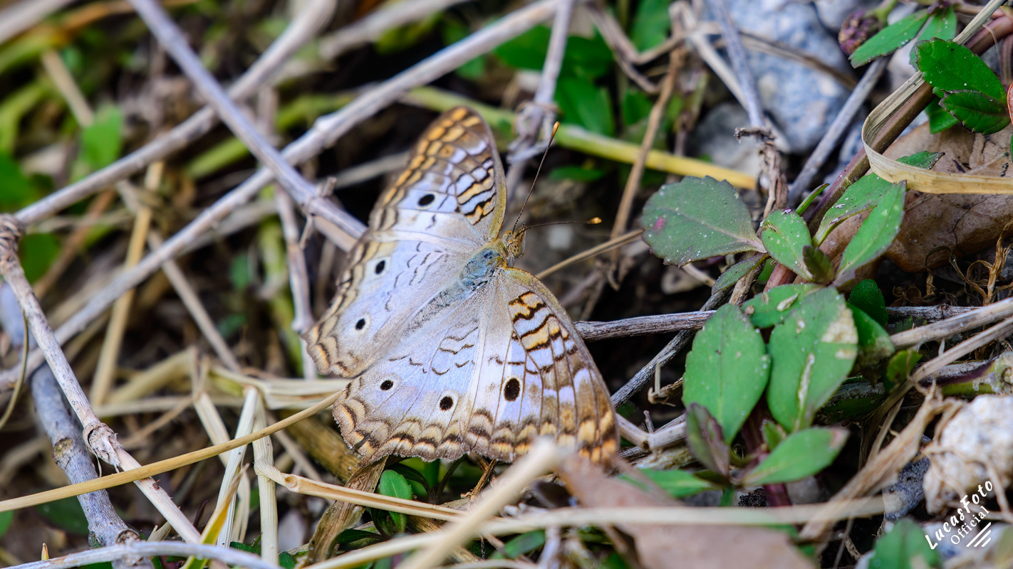 White peacock